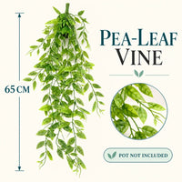 Pea-Leaf Vine — 65 cm